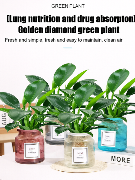 Lucky Plant Green Plants Wood【King of Lung Healing】