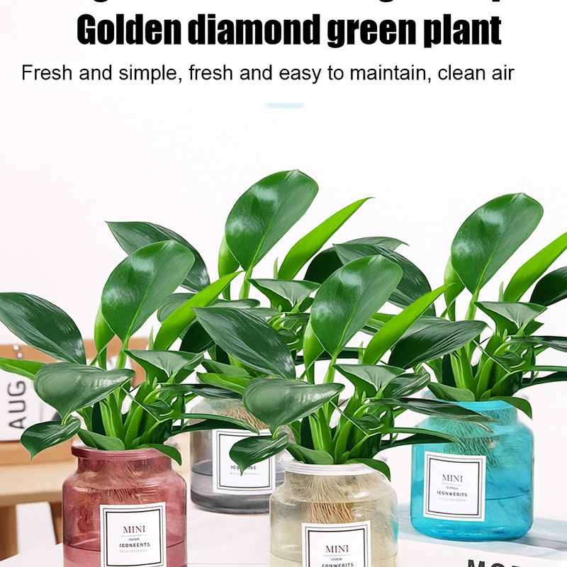 Lucky Plant Green Plants Wood【King of Lung Healing】