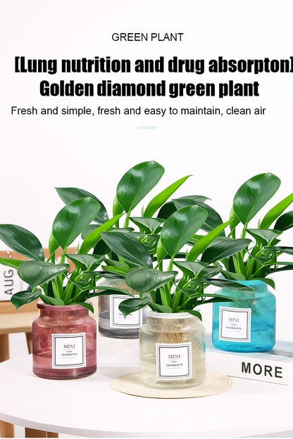 Lucky Plant Green Plants Wood【King of Lung Healing】