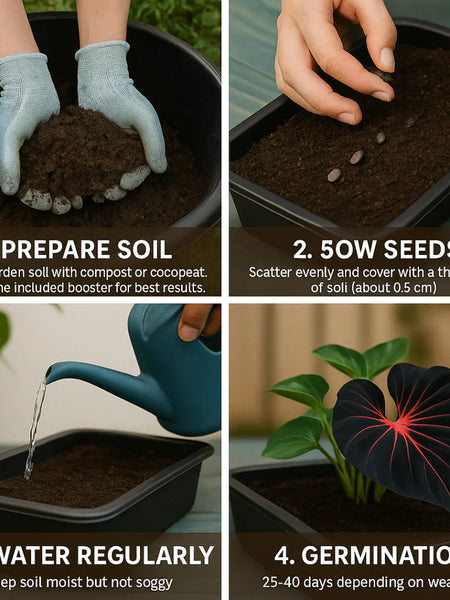 Imported Hosta Flower Seeds (BUY 1 GET 1 FREE) + Free Plant Growth Boost Supplement