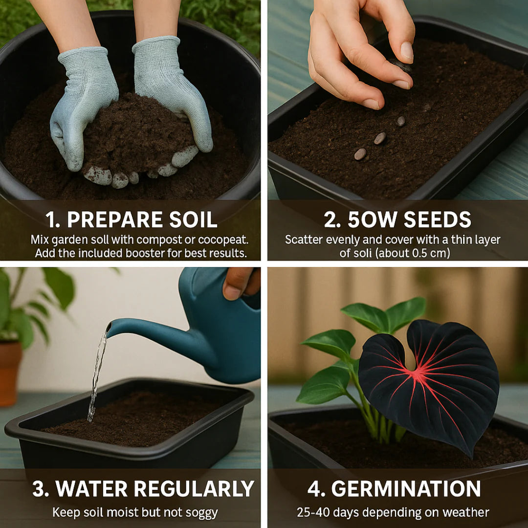 Imported Hosta Flower Seeds (BUY 1 GET 1 FREE) + Free Plant Growth Boost Supplement