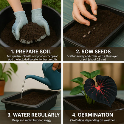 Imported Hosta Flower Seeds (BUY 1 GET 1 FREE) + Free Plant Growth Boost Supplement