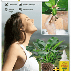 Lucky Golden Diamond Green Plants【King of Lung Healing】
