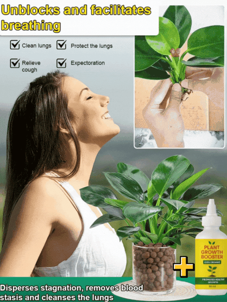 Lucky Golden Diamond Green Plants【King of Lung Healing】