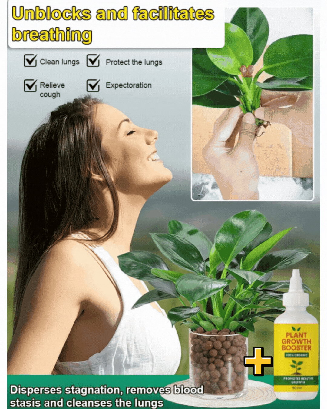 Lucky Plant Green Plants Wood【King of Lung Healing】