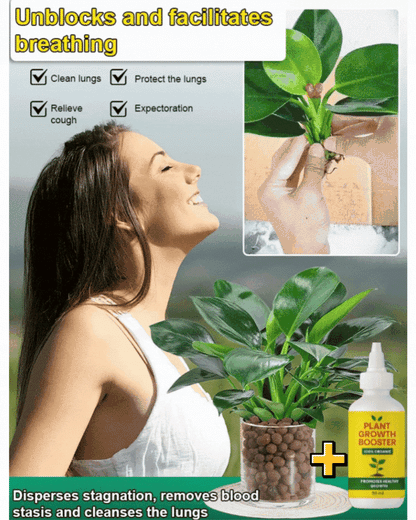 Lucky Plant Green Plants Wood【King of Lung Healing】