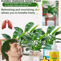 Lucky Golden Diamond Green Plants【King of Lung Healing】