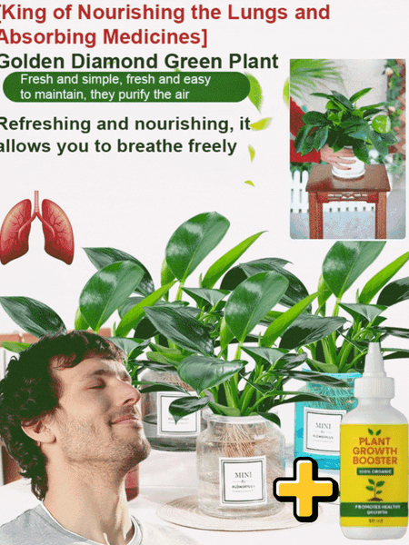 Lucky Golden Diamond Green Plants【King of Lung Healing】