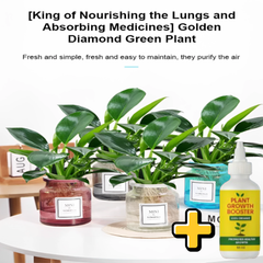 【 Lungs Nourishing Drug King 】Golden Diamond Green Plant