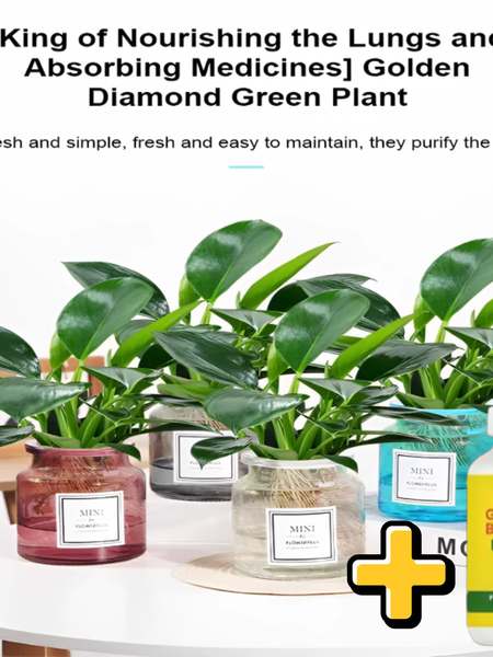 【 Lung Nourishing Drug King 】 Golden Diamond Green Plant