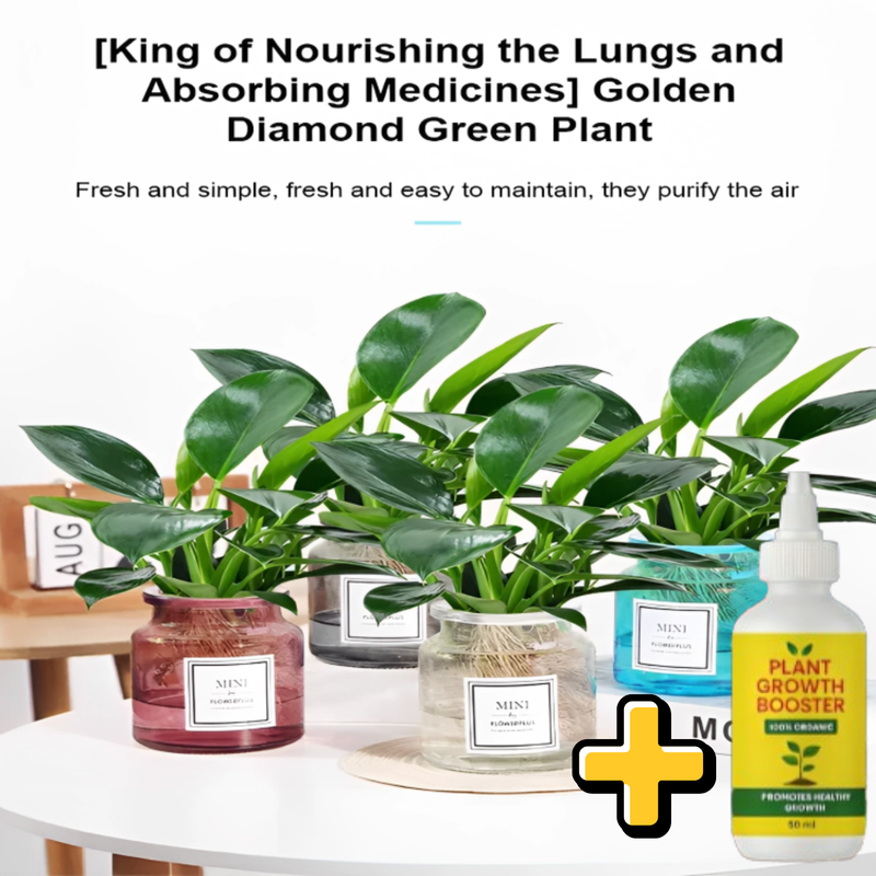 【 Lungs Nourishing Drug King 】Golden Diamond Green Plant