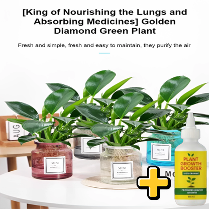 【 Lungs Nourishing Drug King 】Golden Diamond Green Plant