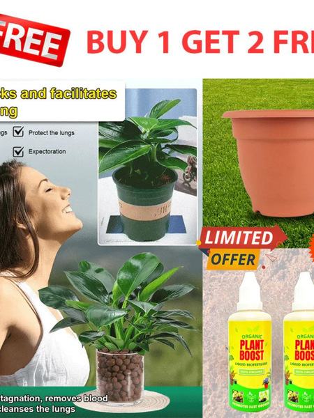 【 Lung Nourishing Drug King 】 Golden Diamond Green Plant