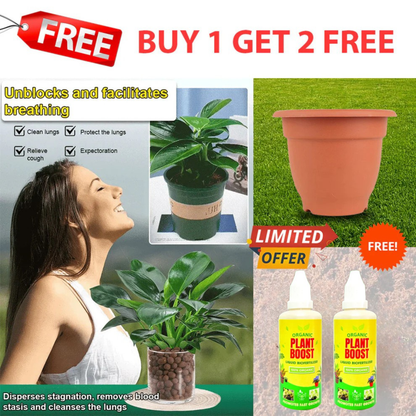 【 Lung Nourishing Drug King 】 Golden Diamond Green Plant