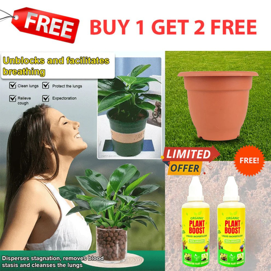 【 Lung Nourishing Drug King 】 Golden Diamond Green Plant