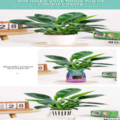 【 Lung Nourishing Drug King 】 Golden Diamond Green Plant ( BUY 1 GET 1 FREE )