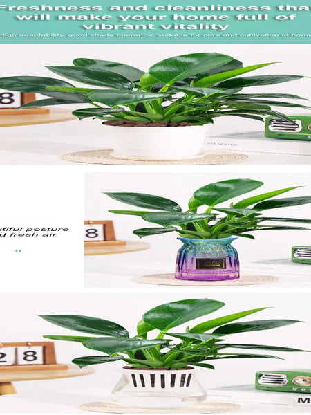 【 Lung Nourishing Drug King 】 Golden Diamond Green Plant