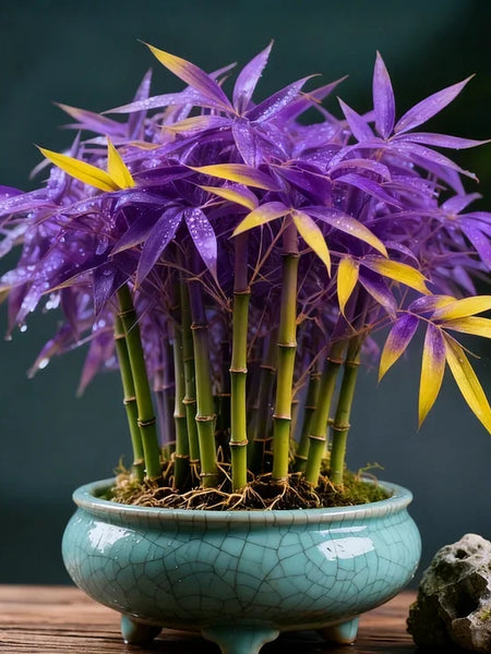 🌿 DreamBamboo — Multi-Color Lucky Bamboo Cypress | 🔥Buy 1 Get 1 Free🔥