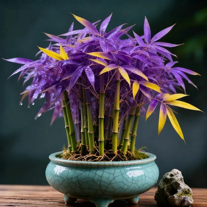 🌿 DreamBamboo — Multi-Color Lucky Bamboo Cypress | 🔥Buy 1 Get 1 Free🔥