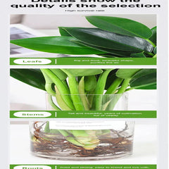 【 Lung Nourishing Drug King 】 Golden Diamond Green Plant ( BUY 1 GET 1 FREE )