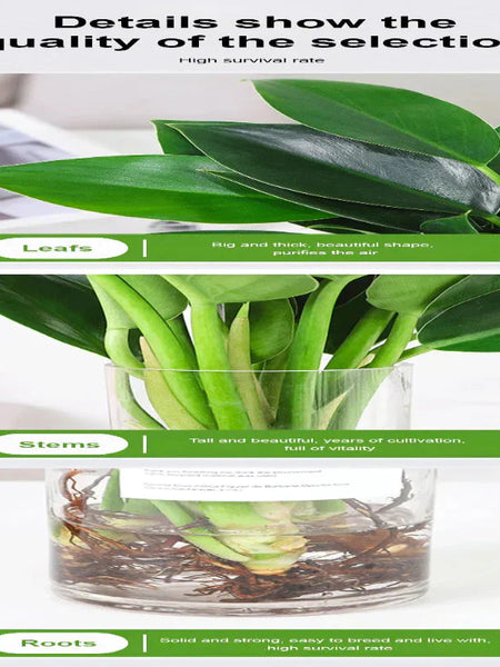 【 Lung Nourishing Drug King 】 Golden Diamond Green Plant ( BUY 1 GET 1 FREE )