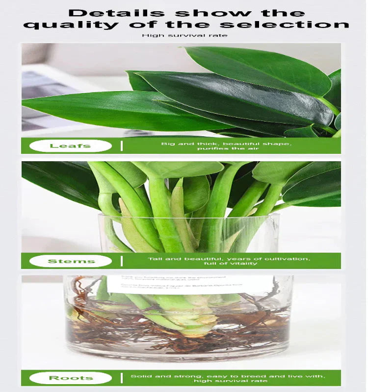 【 Lung Nourishing Drug King 】 Golden Diamond Green Plant ( BUY 1 GET 1 FREE )