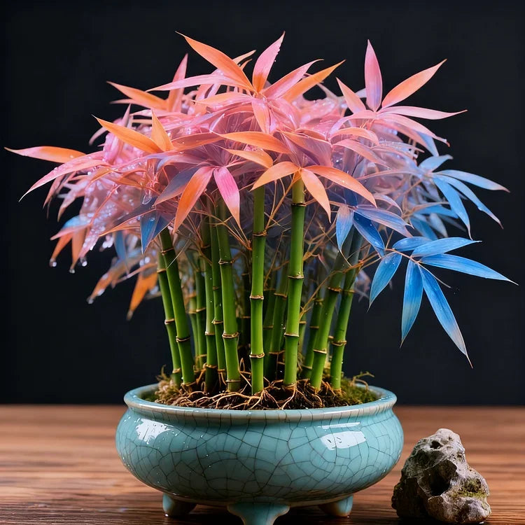 🌿 DreamBamboo — Multi-Color Lucky Bamboo Cypress | 🔥Buy 1 Get 1 Free🔥