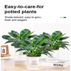 【 Lung Nourishing Drug King 】 Golden Diamond Green Plant ( BUY 1 GET 1 FREE )