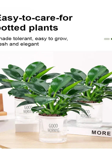 【 Lung Nourishing Drug King 】 Golden Diamond Green Plant ( BUY 1 GET 1 FREE )
