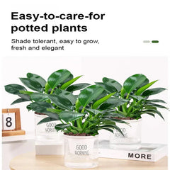 【 Lung Nourishing Drug King 】 Golden Diamond Green Plant
