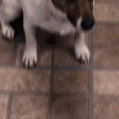 Pet Training Spray