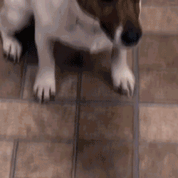 Pet Training Spray