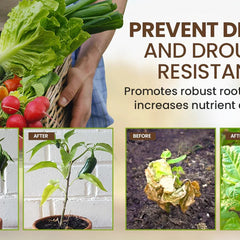 Soil Activator: Plants' Best Friend - Rejuvenate Your Plants ( BUY 1 GET 1 FREE )