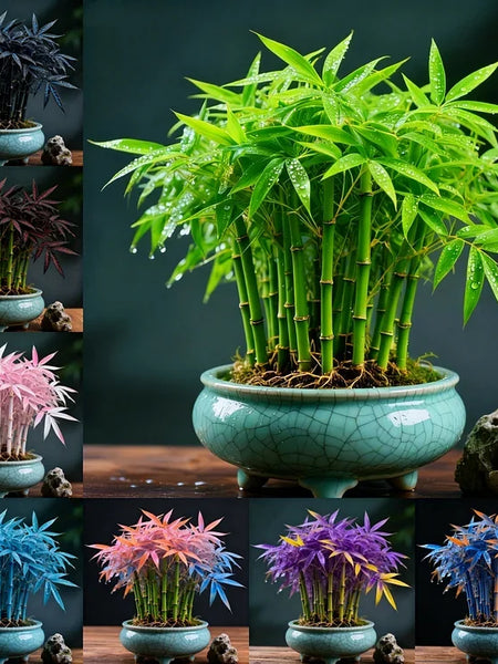 🌿 DreamBamboo — Multi-Color Lucky Bamboo Cypress | 🔥Buy 1 Get 1 Free🔥