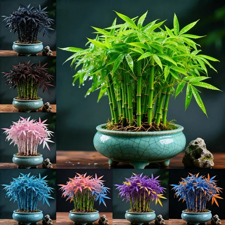 🌿 DreamBamboo — Multi-Color Lucky Bamboo Cypress | 🔥Buy 1 Get 1 Free🔥