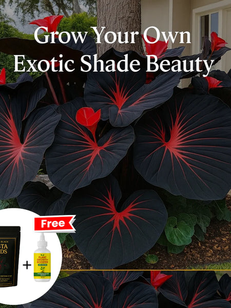 Imported Hosta Flower Seeds (BUY 1 GET 1 FREE) + Free Plant Growth Boost Supplement