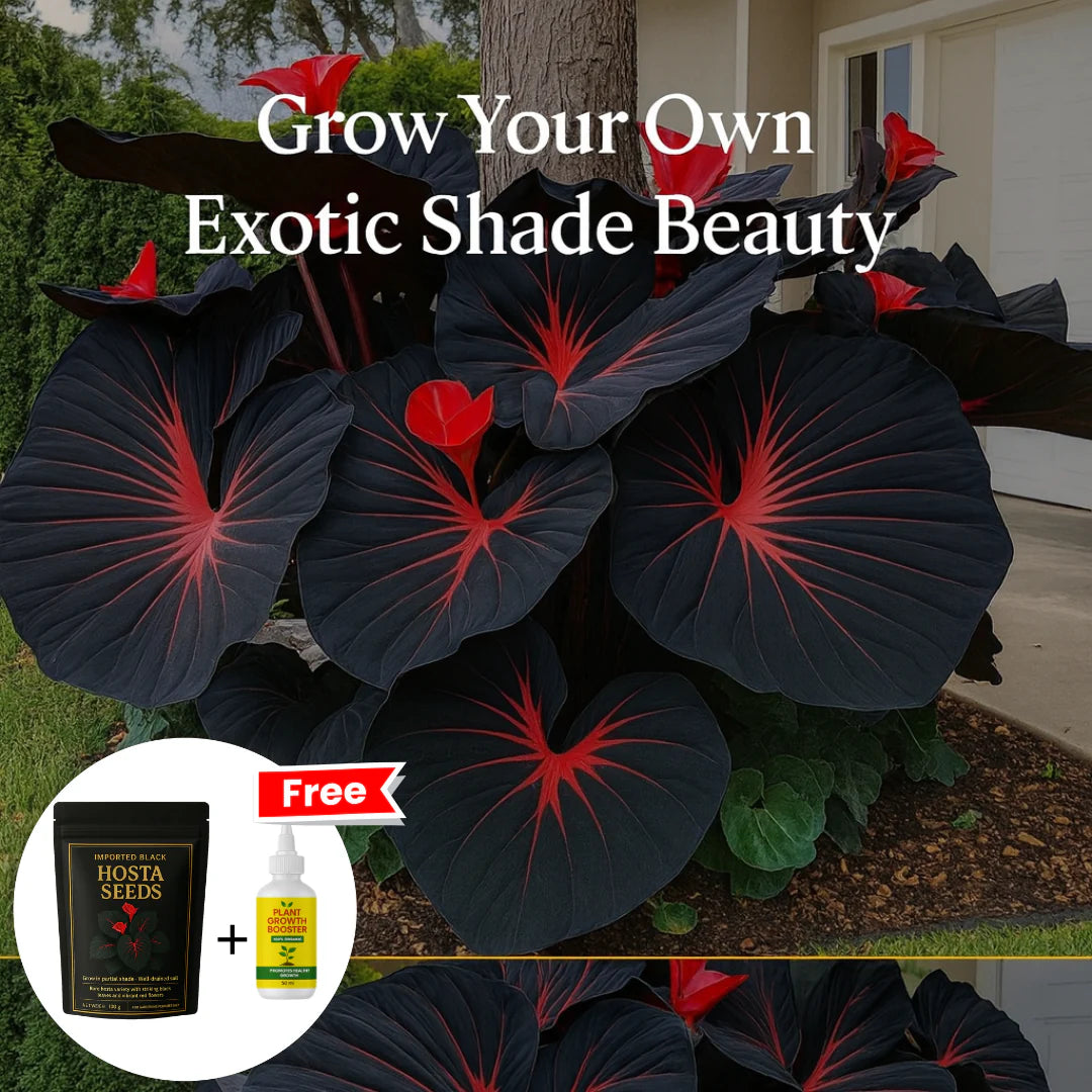Imported Hosta Flower Seeds (BUY 1 GET 1 FREE) + Free Plant Growth Boost Supplement
