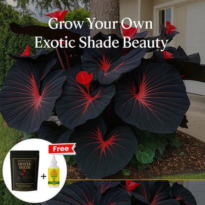 Imported Hosta Flower Seeds (BUY 1 GET 1 FREE) + Free Plant Growth Boost Supplement