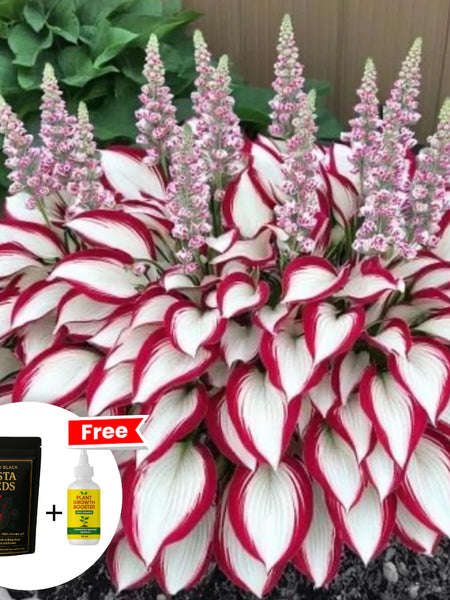 Imported Hosta Flower Seeds (BUY 1 GET 1 FREE) + Free Plant Growth Boost Supplement