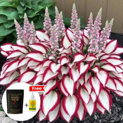 Imported Hosta Flower Seeds (BUY 1 GET 1 FREE) + Free Plant Growth Boost Supplement