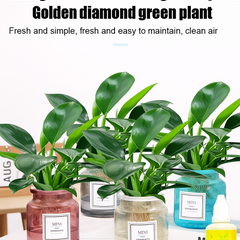 【 Lung Nourishing Drug King 】 Golden Diamond Green Plant