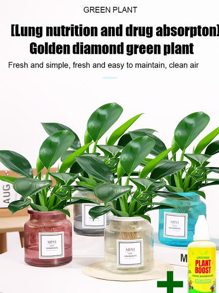 【 Lung Nourishing Drug King 】 Golden Diamond Green Plant