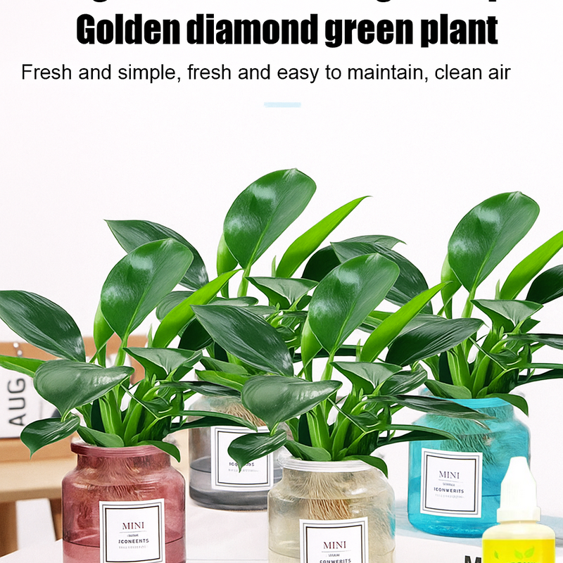 【 Lung Nourishing Drug King 】 Golden Diamond Green Plant