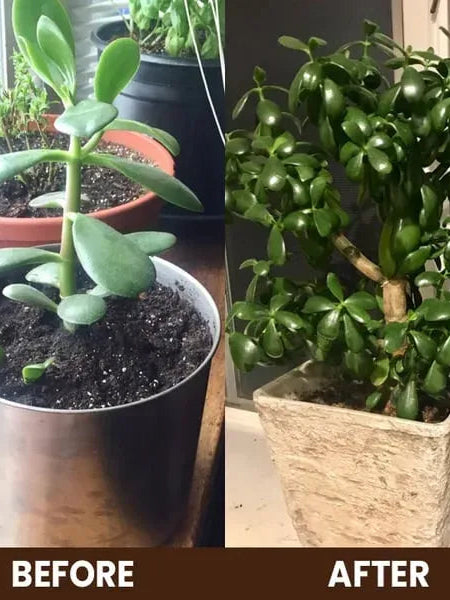 Soil Activator: Plants' Best Friend - Rejuvenate Your Plants ( BUY 1 GET 1 FREE )