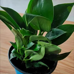 Lucky Plant Green Plants Wood【King of Lung Healing】