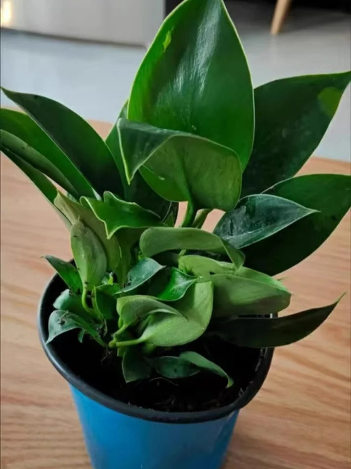 Lucky Plant Green Plants Wood【King of Lung Healing】