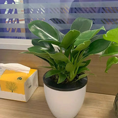 Lucky Plant Green Plants Wood【King of Lung Healing】