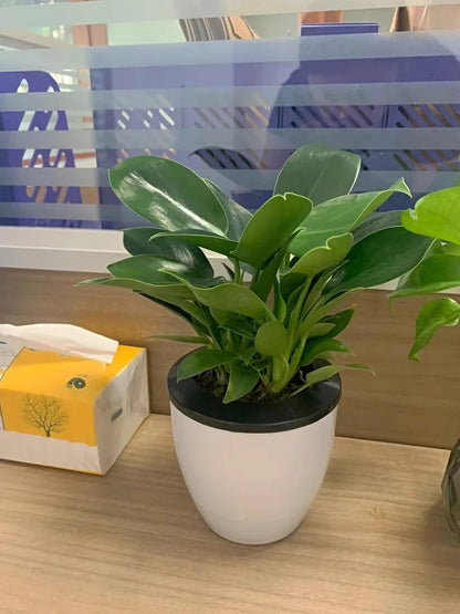 Lucky Plant Green Plants Wood【King of Lung Healing】