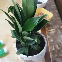 Lucky Plant Green Plants Wood【King of Lung Healing】