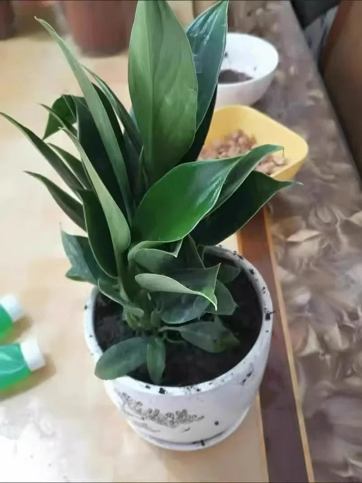 Lucky Plant Green Plants Wood【King of Lung Healing】